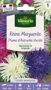 Reine-Marguerite Plume d’Autruche Variée 